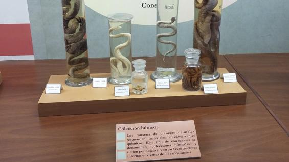 EJEMPLO. Las colecciones del Museo de Ciencias Naturales se mantienen gracias a los procesos de conservación (Foto Agencia Córdoba Cultura).