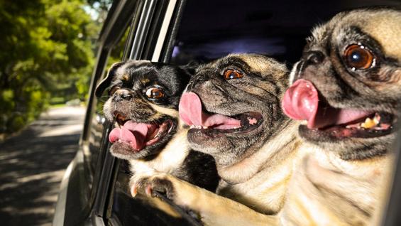 Los caninos tienen la capacidad de percibir cientos de aromas distintos mientras asoman su cabeza por el auto en movimiento. (Mundo Maipú)