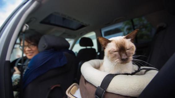 Viajar con gatos en coche, Viajar con gato