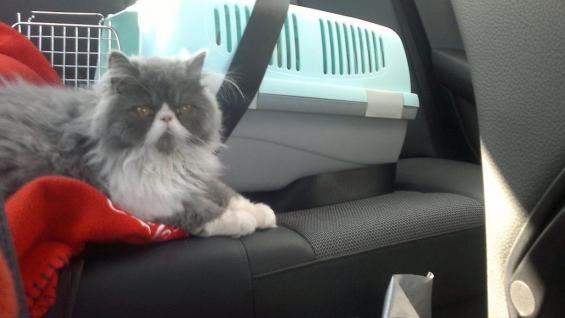 Consejos para viajar con el gato en el coche - Animalados