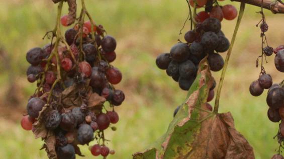 Bajo fuego. Las plantas sufrieron el efecto de la excesiva humedad, fuerte temperatura y químicos.