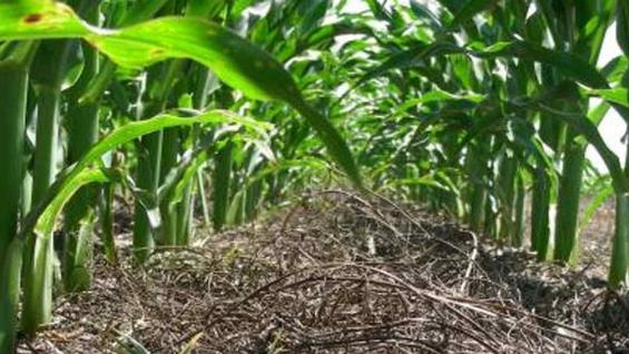 La vicia y el triticale protegen al suelo y le permite al maíz un mejor aprovechamiento del agua disponible en el perfil.