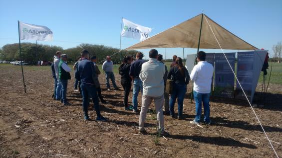 JORNADA. Las regionales de Alta Gracia, Monte Cristo y RÃ­o Segundo de Aapresid, mostraron su aÃ±o de trabajo en el Campo Escuela de la FCA-UNC. (LA VOZ)