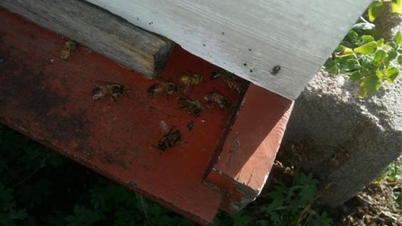 ABEJAS. Imágenes de la mortandad masiva detectada en Porteña. (Gentileza Federico Chicco)