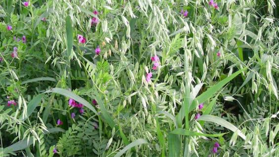 MEZCLA. Los ensayos se realizaron sobre una base de avena y vicia. (Inta Informa)