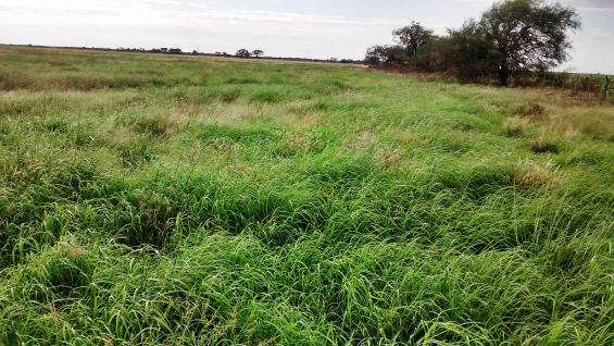 Grama Rhodes Reclaimer implantada a fin de abril del 2017 tras inundación en diciembre del 2016 al Este de Córdoba. (Agrovoz) Grama Rhodes Reclaimer implantada a fin de abril del 2017 tras inundación en diciembre del 2016 al Este de Córdoba. (Agrovoz)
