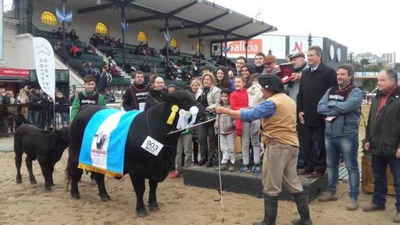 GRAN CAMPEONA. La vaca con su cría al pie de la familia Groppo (Agrovoz) GRAN CAMPEONA. La vaca con su cría al pie de la familia Groppo (Agrovoz)