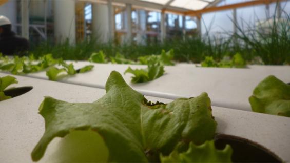 HORTICULTURA. En Bio 4 se ensaya el uso de fertilizantes líquidos de maíz en la producción hidropónica. (LA VOZ) HORTICULTURA. En Bio 4 se ensaya el uso de fertilizantes líquidos de maíz en la producción hidropónica. (LA VOZ)