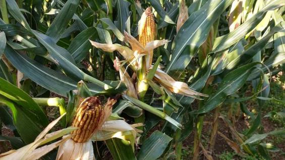 HÍBRIDOS. La elección de las semillas y las estrategias nutricionales trajeron buenos resultados. (Gentileza Lucas Andreoni)