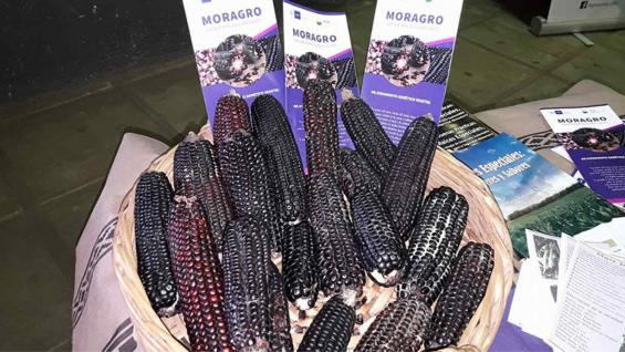 MORAGRO. Así luce el maíz morado desarrollado en Córdoba (Prensa FCA-UNC)