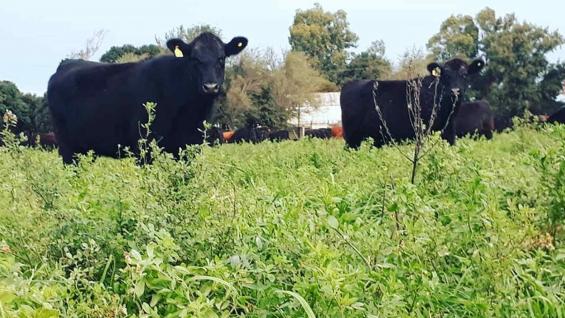 ENGORDE. En pequeñas parcelas, 1.200 bovinos se alimentan de pasturas y ganan 200 kilos en un año en El Mate y La Casualidad. (Gentileza El Mate Alimentos Agroecológicos) ENGORDE. En pequeñas parcelas, 1.200 bovinos se alimentan de pasturas y ganan 200 kilos en un año en El Mate y La Casualidad. (Gentileza El Mate Alimentos Agroecológicos)
