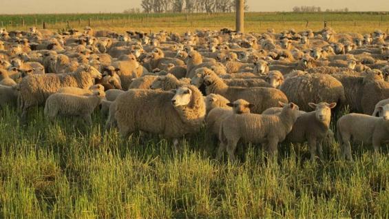 CORDEROS. Un plantel de 700 ejemplares ovinos también circula por las parcelas y se destinan al mercado interno. (Gentileza El Mate Alimentos Agroecológicos) CORDEROS. Un plantel de 700 ejemplares ovinos también circula por las parcelas y se destinan al mercado interno. (Gentileza El Mate Alimentos Agroecológicos)