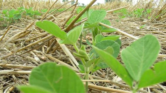 RINDES. En media loma con cobertura, la soja rindió 700 kilos por hectárea más. (Inta Informa)