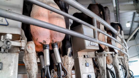 PRODUCTIVIDAD. Los tambos mostraron en marzo pasado mayor actividad que hace un año atrás. (PRENSA AGROINDUSTRIA) PRODUCTIVIDAD. Los tambos mostraron en marzo pasado mayor actividad que hace un año atrás. (PRENSA AGROINDUSTRIA)
