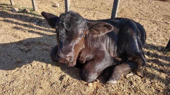 MACHO. Los embriones de los que nacieron los terneros fueron creados con semen sexado. (Gentileza Humberto Tríbulo) MACHO. Los embriones de los que nacieron los terneros fueron creados con semen sexado. (Gentileza Humberto Tríbulo)