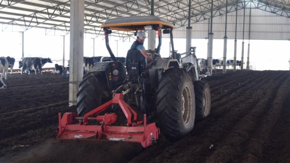 GALPÓN DE COMPOST. En el tambo Ángela Teresa, ubicado en Ana Zumarán, departamento Unión. "hacer" la cama para 600 vacas lleva 45 minutos, dos veces al día. (LA VOZ) GALPÓN DE COMPOST. En el tambo Ángela Teresa, ubicado en Ana Zumarán, departamento Unión. "hacer" la cama para 600 vacas lleva 45 minutos, dos veces al día. (LA VOZ)