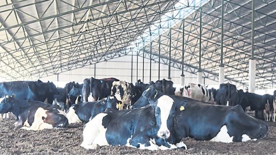 CONFORT. Acostadas en la "cama", el bienestar ayuda a las vacas a producir más y mejor. (LA VOZ) CONFORT. Acostadas en la "cama", el bienestar ayuda a las vacas a producir más y mejor. (LA VOZ)