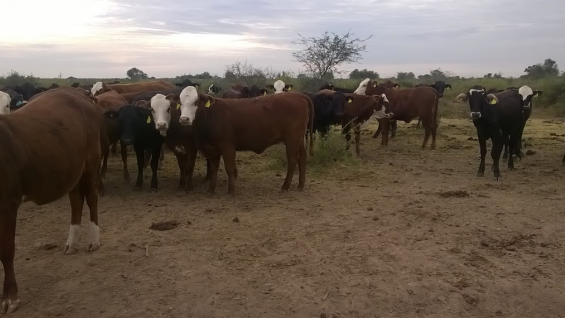 HACIENDA. En la zona de Pozo de la Olla, Kepcija y Sanz recrían bovinos y ovinos. (Gentileza Rocío del Campo SA)