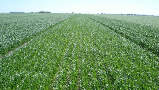 El trigo y los demás cereales de invierno sufrirán problemas por los excesos de temperatura y humedad.