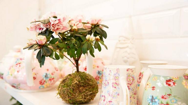 INCORPORÁ PLANTAS. Aportan frescura, detalle y naturalidad a los ambientes. (Grupo Edisur)