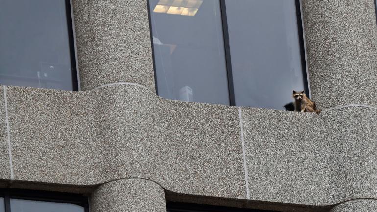 Rescatan a mapache que trepó a un edificio de 25 pisos”